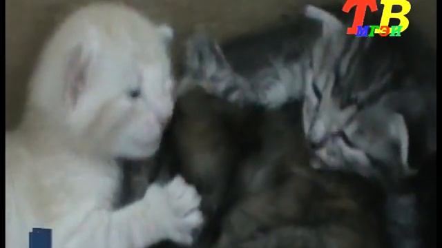 Муха - Цукатуха  с новыми котятами