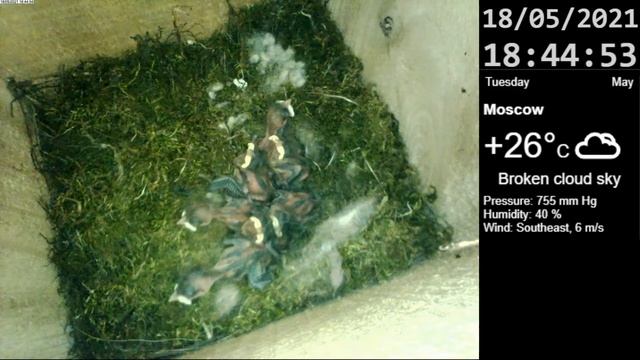 Great tit's nest box live / Гнездо большой синицы (parus major) смотреть онлайн