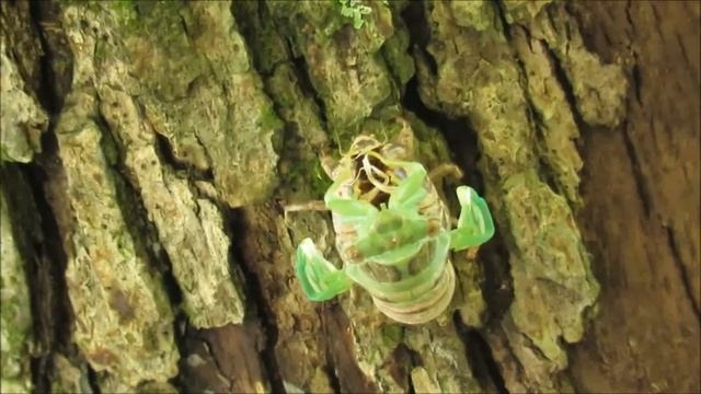 Molting Cicada смотреть онлайн
