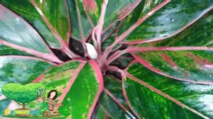 AGLAONEMA SIAM AURORA #AglaonemaSiamAurora
