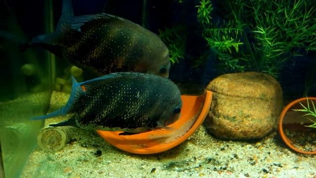 Etroplus suratensis / Green Chromides spawning смотреть онлайн