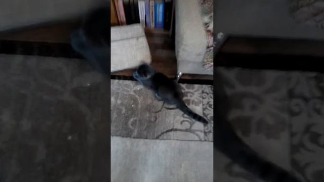 Кот убил хозяина номер 1 смотреть онлайн