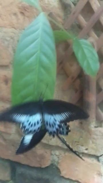 Black and White butterfly смотреть онлайн