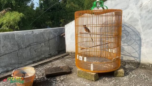 Settingan murai batu ngejar lawan / nempel jeruji agar main anteng смотреть онлайн