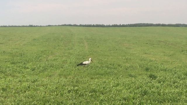 красивый аист на обочине смотреть онлайн
