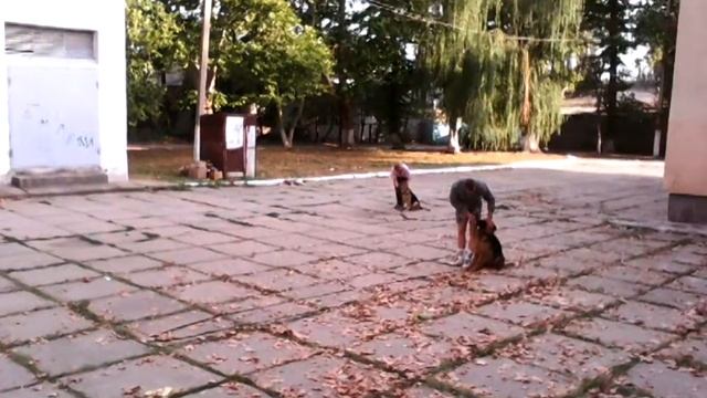 Групповое занятие. Обучение командам место, ко мне, лежать. смотреть онлайн