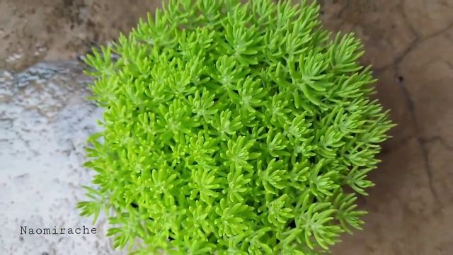 Why you should consider growing Sedum rupestre in your garden? смотреть онлайн