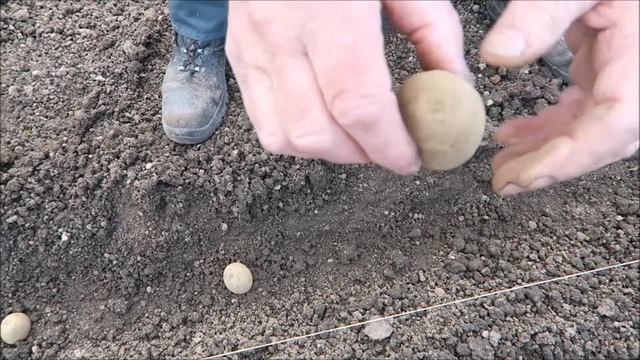 Pest control on fruit trees,setting early potatoes and brassicas смотреть онлайн