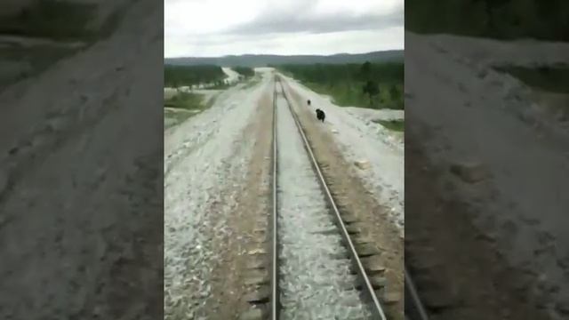 Эльга и природа(1) смотреть онлайн