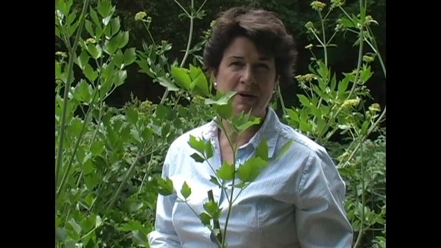 Lovage: Growing, Harvest and Use - Millcreek Herbs смотреть онлайн