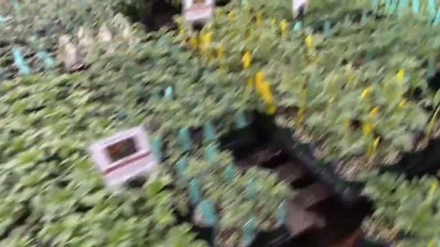 Cool Tomatoes to Grow - Gardenerd At TomatoMania 2020 смотреть онлайн