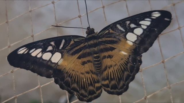 Parthenos Sylvia смотреть онлайн