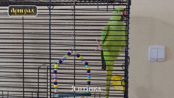 Ожереловый попугай Яша разговаривает