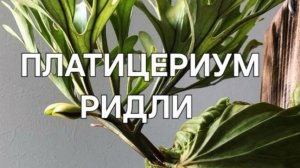 Платицериум Ридли