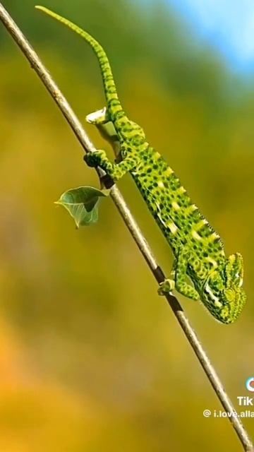 2024 #answer #love # #duet #beautiful #shayari #urdustatus #quotes #urdupoetry смотреть онлайн