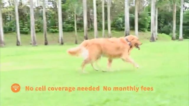 Best Pet GPS Tracker | Control Your Pet смотреть онлайн