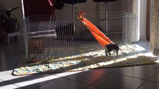 Lapin qui joue смотреть онлайн
