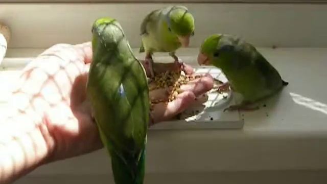 Воробьиные малыши) смотреть онлайн