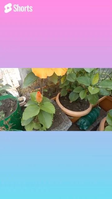 Hibiscus Plant Is The Best Flowering Tips.#shorts #youtubeshorts #gardningvideo #gardeningtips