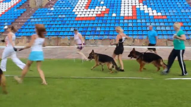 "УИК-ЭНД В СМОЛЕНСКЕ" 7-8 июня 2014 класс кобели молодые-4 смотреть онлайн