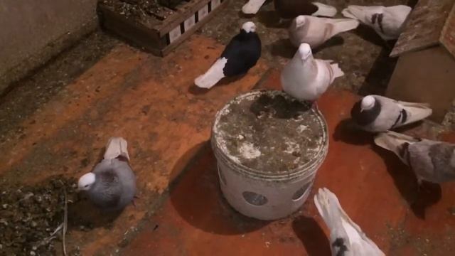 Голуби смотреть онлайн