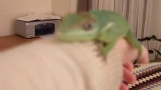 Cuban Knight Anole in room and terrarium смотреть онлайн