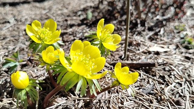 Первоцветы в нашем саду в апреле 2025. Нарезка видео 2 смотреть онлайн