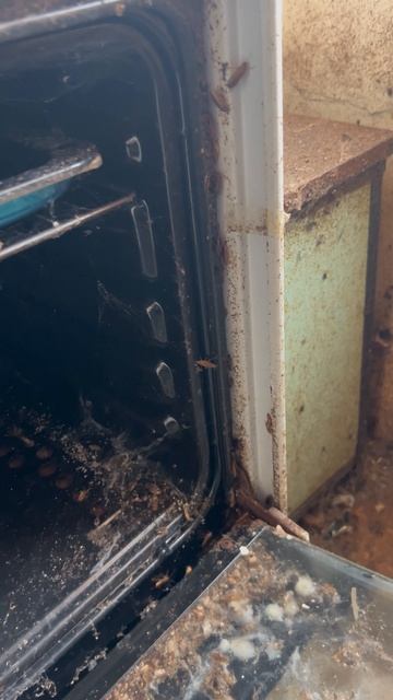 Кому запеченных тараканов? 🤤