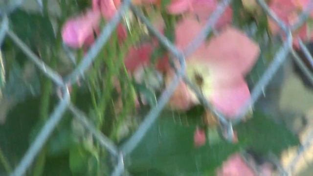 Bumblebee On Pink Roses