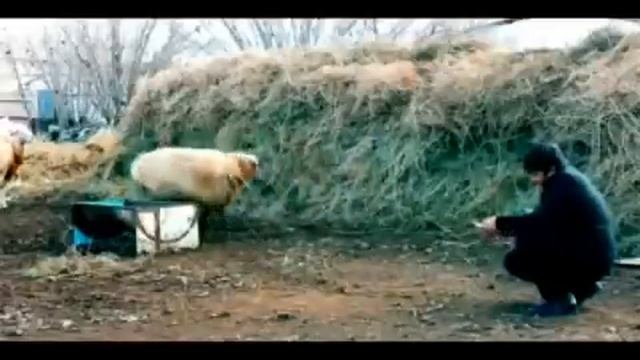 Қазақша сөйлейтің қой / қазақша прикол / көреміз аянышты қой смотреть онлайн
