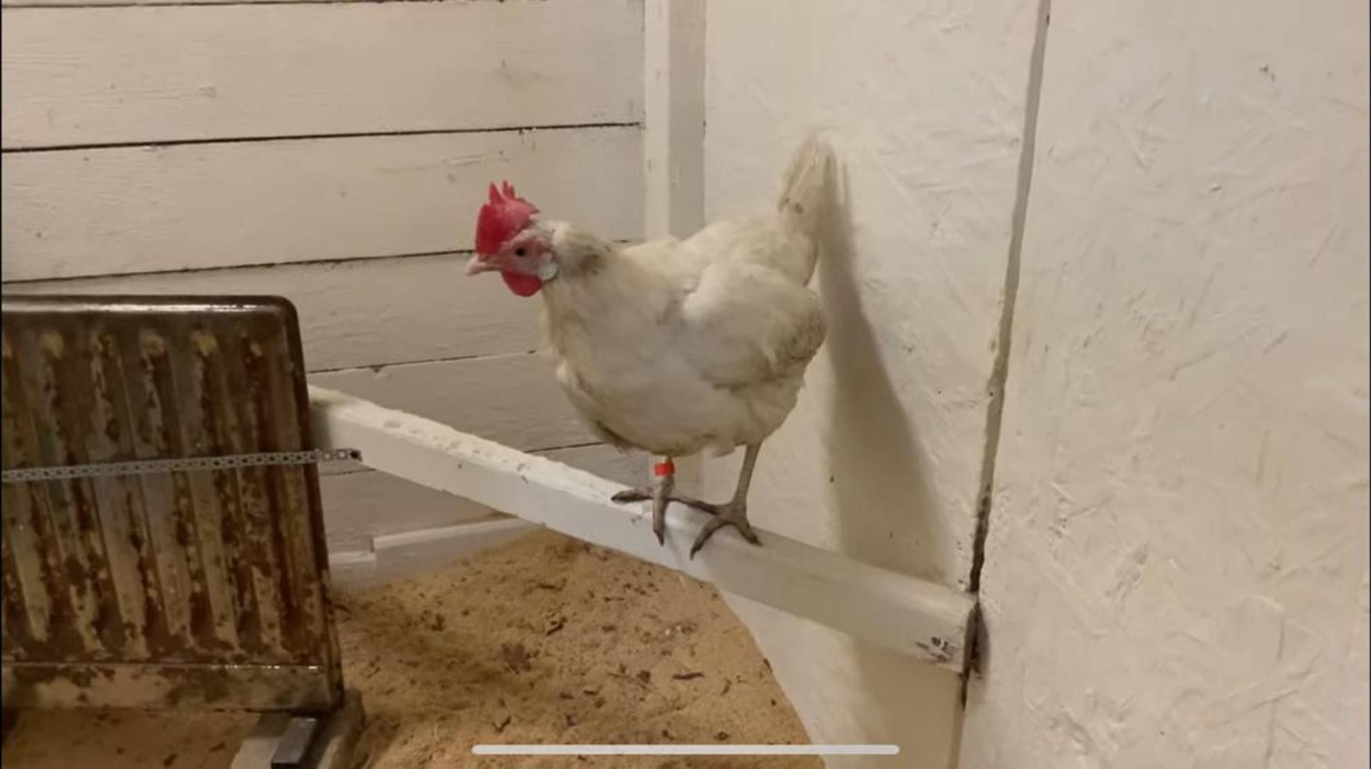 Курица Контролёр наказана🤦🏼_♀️😊😊вычищаю гнёзда_Петюнечка кавалер🐓мешанка для кур_ 6 апреля 2025 смотреть онлайн