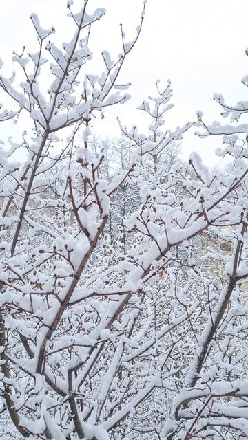 Воспоминания, 9 апреля 2025 год, красивые деревья после ночного снегопада