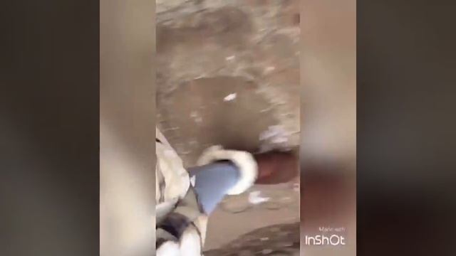 Мои любимые питомцы❤️ смотреть онлайн