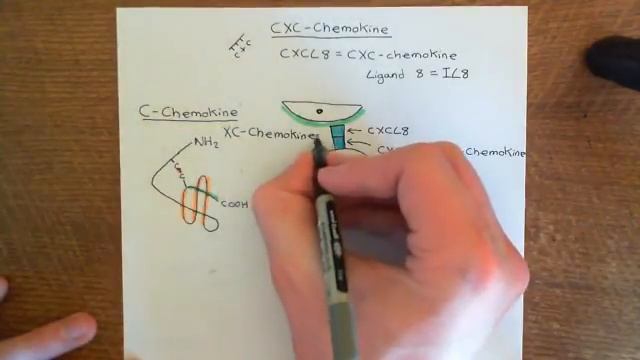 Introduction to Chemokines Part 3 смотреть онлайн