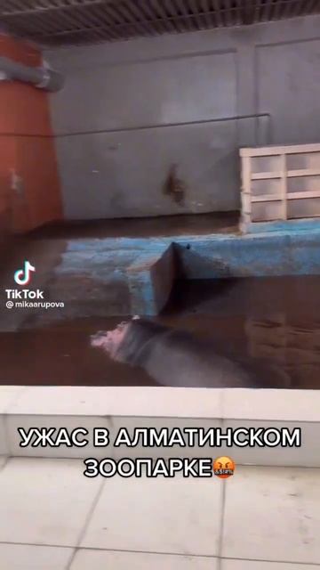 Ужас в алматинском зоопарке смотреть онлайн