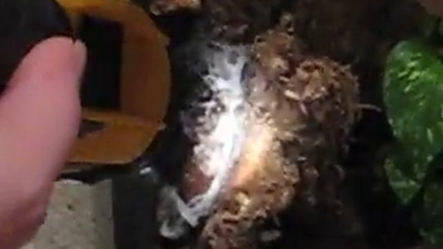 Pulling P.Fasciata sac (dud) part 1 смотреть онлайн