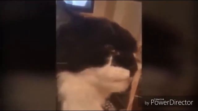 (/^\)Коты едят мороженное{/^\} смотреть онлайн