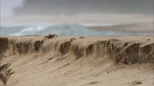 Слоны Габона столкнулись с подъемом воды-