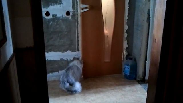 Кот ждет очереди в туалет смотреть онлайн