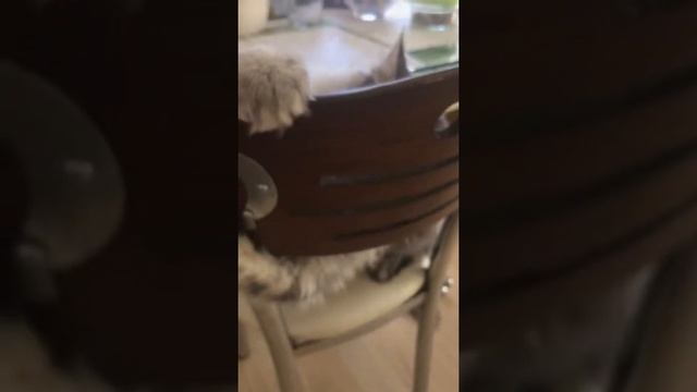 Мейнкун дурачится 🖤 смотреть онлайн