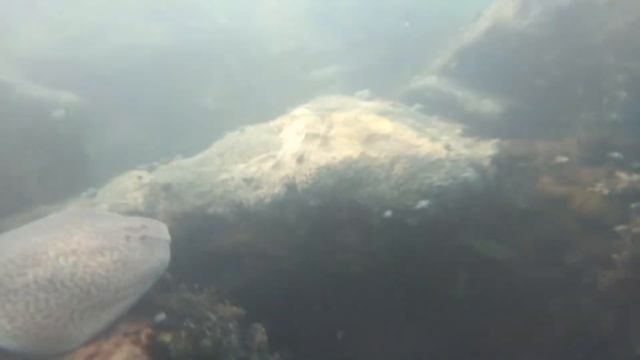 Electric Stingray смотреть онлайн