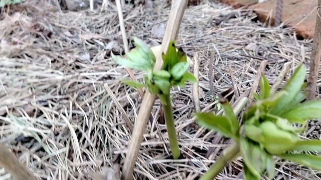 Первоцветы в нашем саду в апреле 2025. Нарезка видео. смотреть онлайн