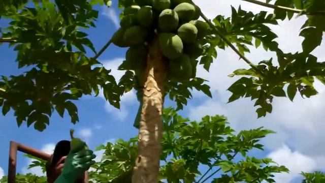 Thank you for buying our Golden Premium Papaya смотреть онлайн
