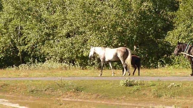 Лошади в деревне. смотреть онлайн