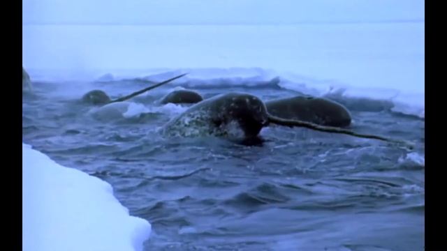 Masturbacon - Narwhal смотреть онлайн