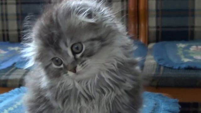 Маленький лапусик:))) Смешное видео, видео прикол:) смотреть онлайн