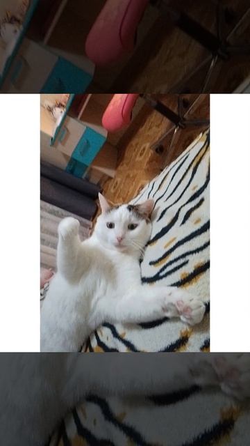 папая😙#маргоша#мультик #анимация #котик#чо#ля#лю_котик#тренд смотреть онлайн