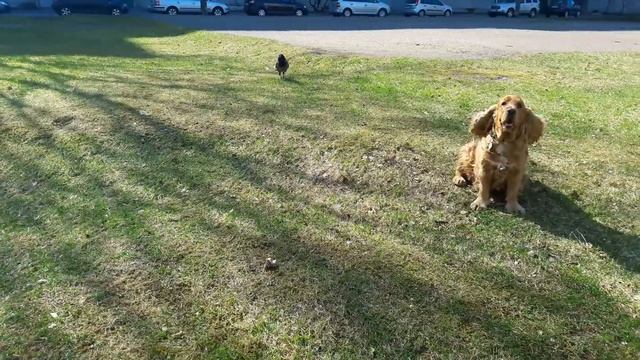 Английский кокер и нахальная ворона смотреть онлайн