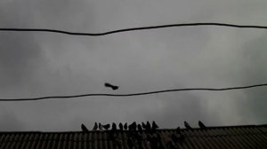 Кировоградские голуби Игоря Волошина