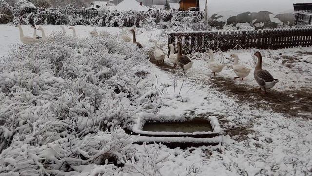 6 октября (2020год) первый снег! Гошка командует, гуси веселятся на снегу!